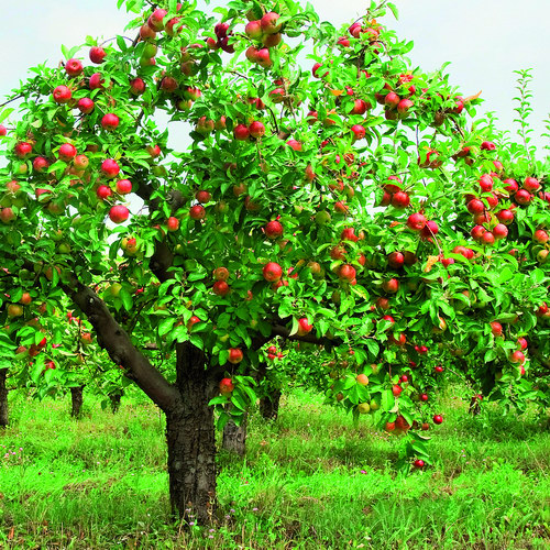 A jogképesség és cselekvőképesség szabályai, elméleti megközelítése a kiskorúak tekintetében